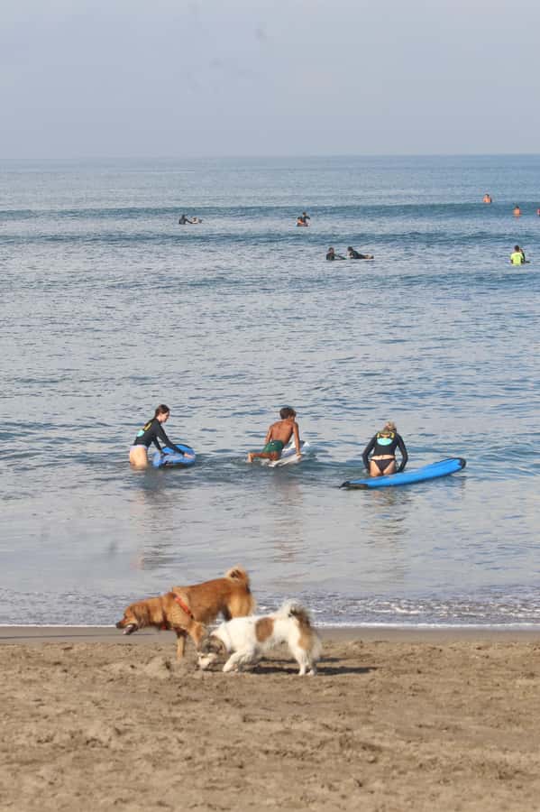 Canggu: 2-Hour Surf Course - Private lessons and small groups