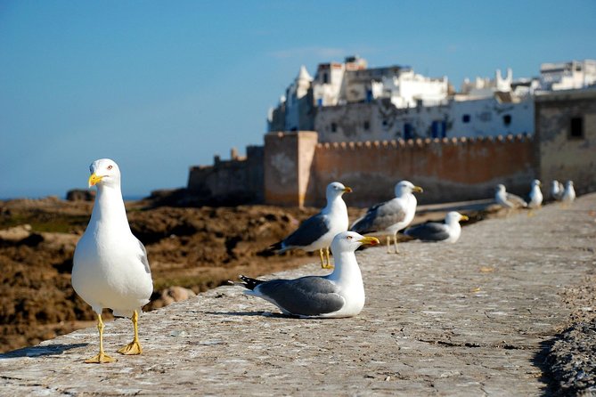 Essaouira Day Trip From Marrakech Including Surf Training - Guides, organization, and possible snags