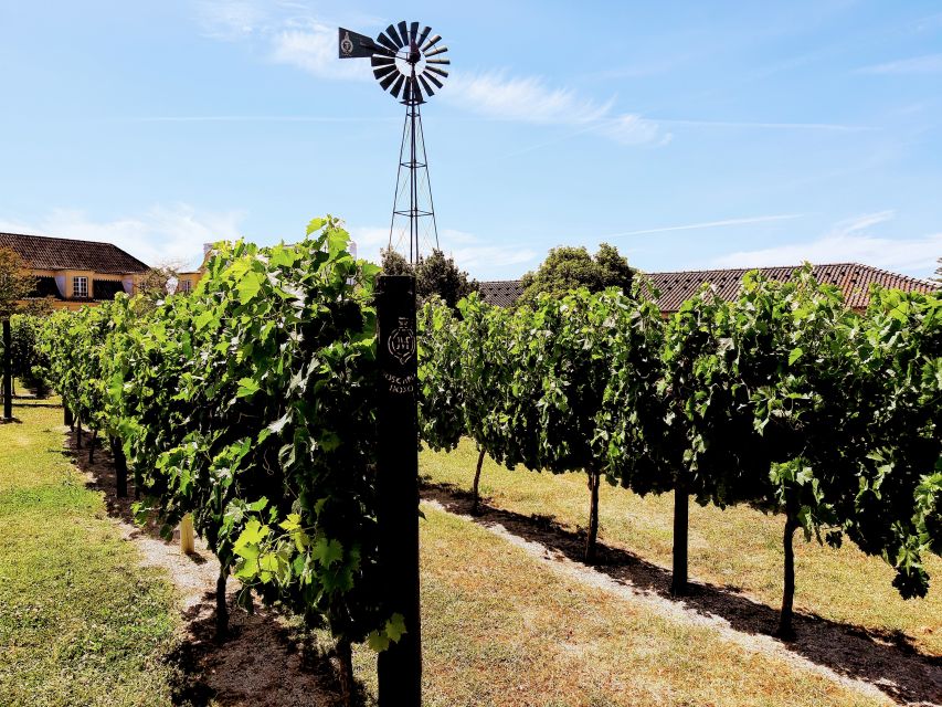 Lisbon: Surf or Bodyboard and Wine Tasting - At a glance
