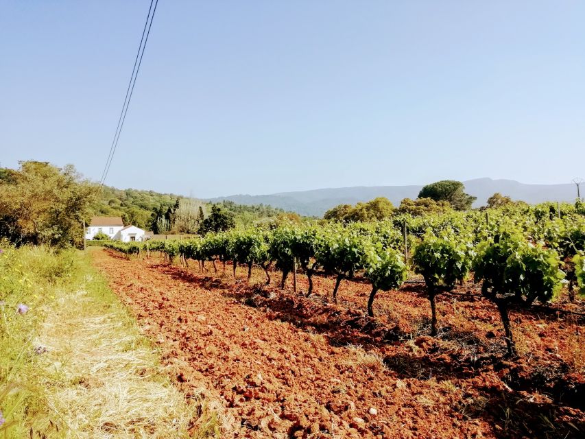 Lisbon: Surf or Bodyboard and Wine Tasting - Setúbal wine country and the historic cellar
