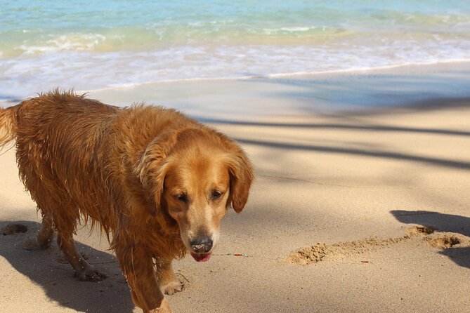Surf Lessons on the North Shore of Oahu - The first 15 minutes: learning on dry land
