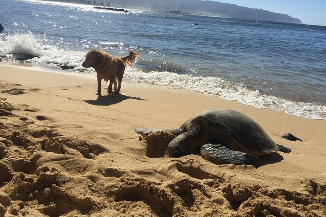 Surf Lessons on the North Shore of Oahu - The main event: catching beginner waves